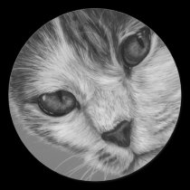 Tara - Black and White Cat Art stickers