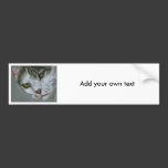 Tara - Cat Art Bumper Stickers