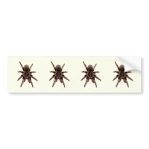 Tarantula Bumper Stickers