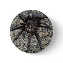 Tarantula Pins