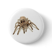 Tarantula Pinback Button