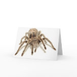 Tarantula Greeting Card