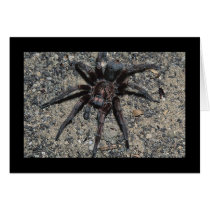 Tarantula Greeting Card