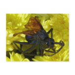 Tarantula Hawk Postcard