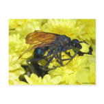 Tarantula Hawk Postcard