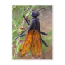 Tarantula Hawk Postcard