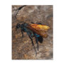 Tarantula Hawk Postcard