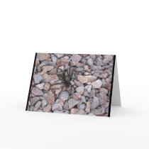 Tarantula on the Rocks cards