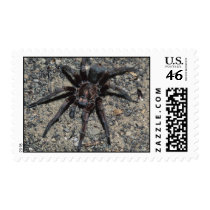 Tarantula Postage Stamp