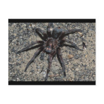 Tarantula Postcards