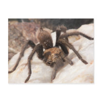 Tarantula Postcards