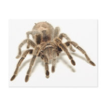 Tarantula Postcards