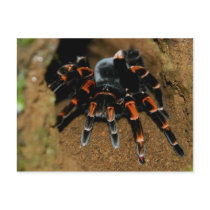 Tarantula Postcards