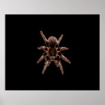 Tarantula Print