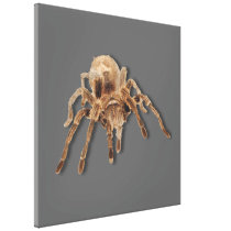 Tarantula spider stretched canvas print