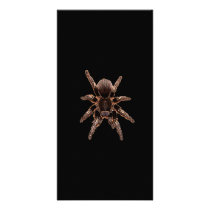 Tarantula Spider Personalized Photo Card