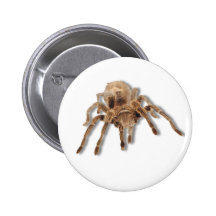 Tarantula spider pinback buttons