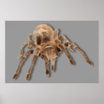 Tarantula spider posters