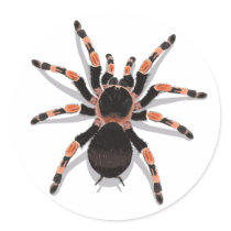 Tarantula Sticker