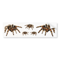 Tarantulas, tarantula bumper stickers