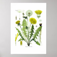 Taraxacum officinale (Dandelion) Posters