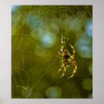 Tarde de la araña impresiones