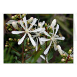 Tarflower Greeting Card