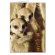 Tarjeta 1 de KMP - perritos juguetones
