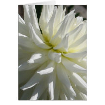 Tarjeta blanca de la dalia