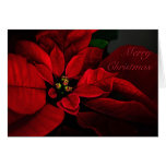 Tarjeta carmesí de las Felices Navidad del Poinset