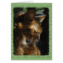 Tarjeta de condolencia somalí del gato