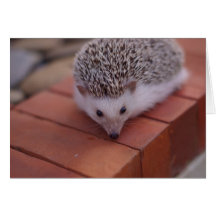 Tarjeta de exploración del erizo