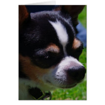 Tarjeta de felicitación del perrito de la chihuahu