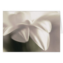 Tarjeta de felicitación, margarita blanca de Gerbe