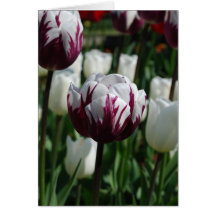 Tarjeta de felicitación púrpura y blanca del tulip