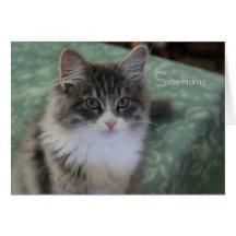 Tarjeta de felicitación siberiana del gato (fines 