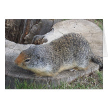 Tarjeta de Groundhog