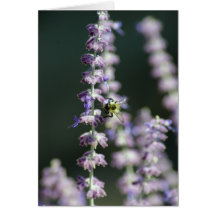Tarjeta de la abeja de Buzy