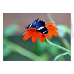 Tarjeta de la mariposa de la selva tropical