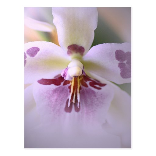 Tarjeta de la orquídea del primer postales