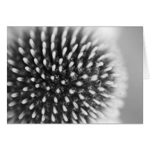 Tarjeta de nota de Coneflower BW