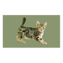 Tarjeta de visita del gato