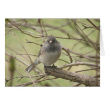 Tarjeta del Snowbird (espacio en blanco)