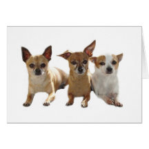 Tarjeta del trío de la chihuahua