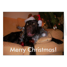 Tarjetas de Navidad de Labrador del chocolate