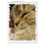 Tarjetas y franqueo de ronroneo del gato