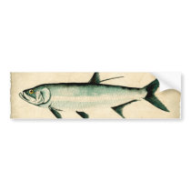 Tarpon Bumper Sticker