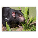 Tasmanian Devil, Australia cards