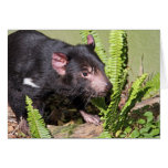 Tasmanian Devil, Australia Greeting Cards
