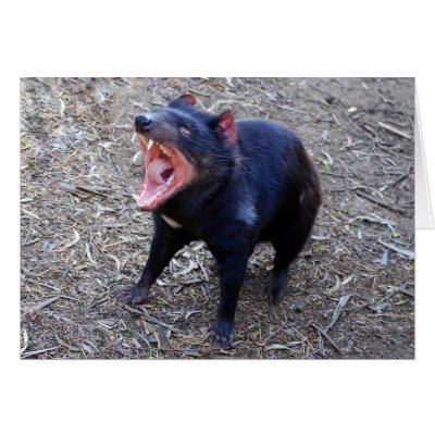 Tasmanian Devil Displaying His Vicious Yawn Cards by catherinesherman